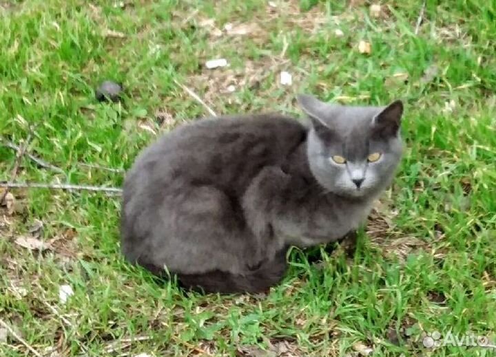 Красивые котята мёрзнут на улице