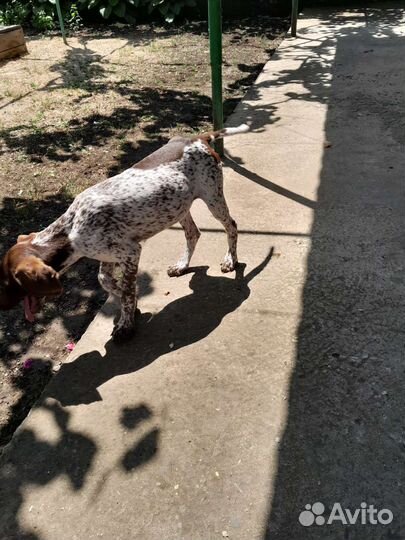 Щенки курцхаара