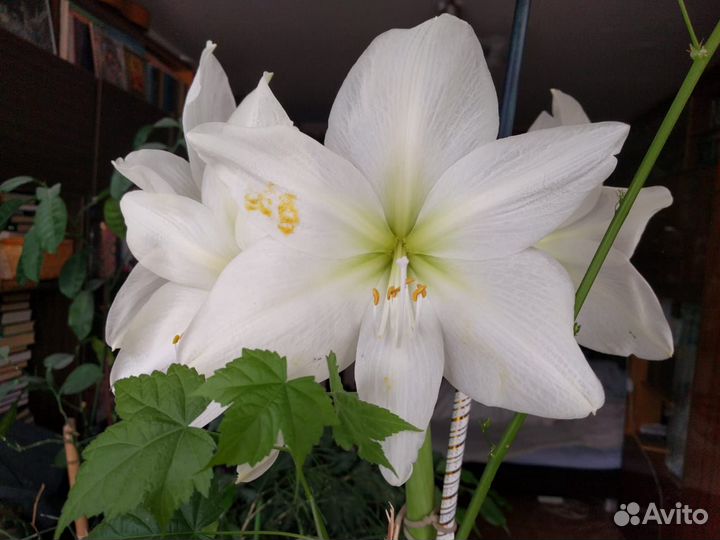 Гиппеаструм (амариллис)