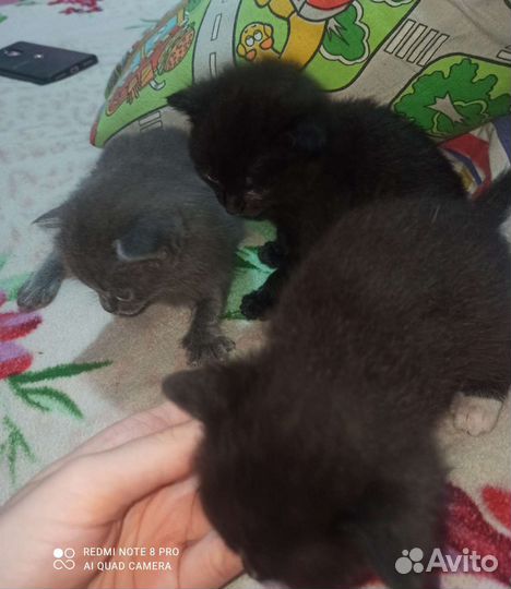 Котята