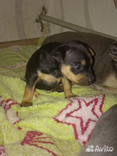 Домашние животные