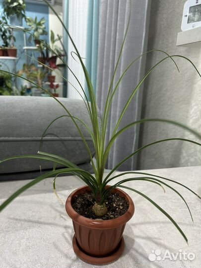 Комнатные растения, Калатеи, Нолина