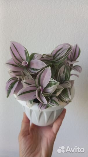 Традесканции