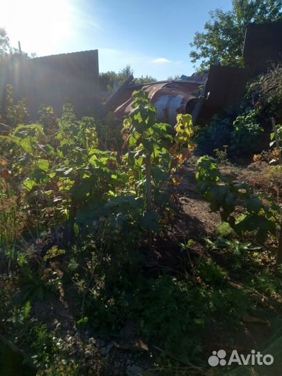 Саженцы элитной черной сморлдины крупной