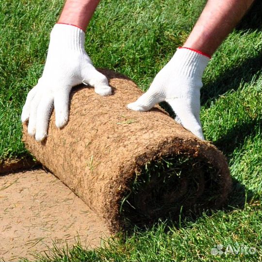 Рулонный газон с укладкой