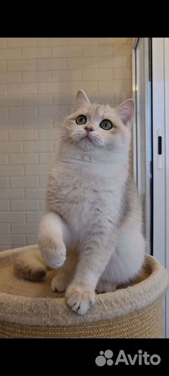 Парень ау 12 на выдане