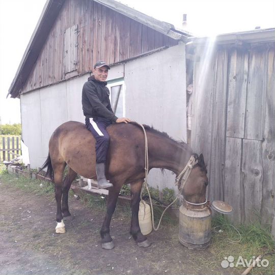 Лошадь