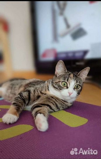 Чистопородная Азиатская кошечка-котенок