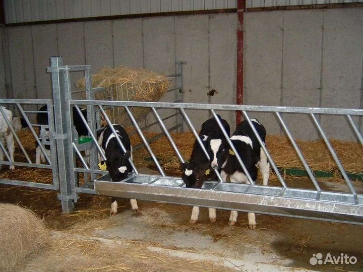 Бычки на откорм