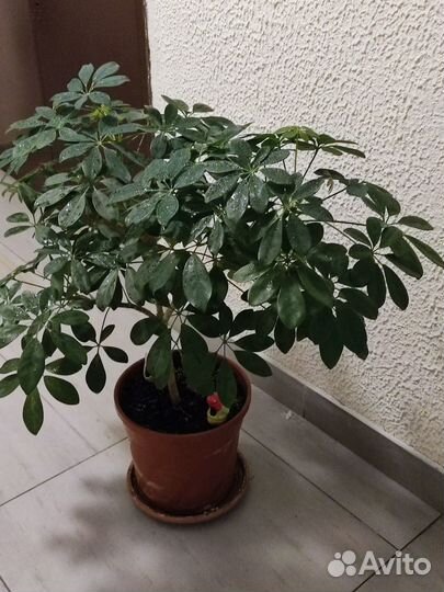 Продам шеффлеру