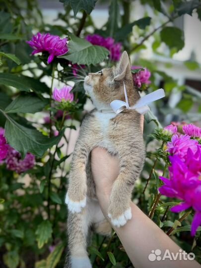 Абиссинские котята