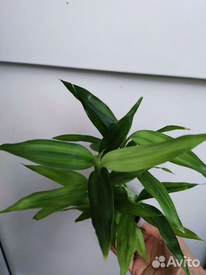 Бамбук комнатный 