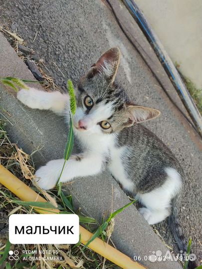 Отдам в добрые руки котят, 3 мальчика и девочка