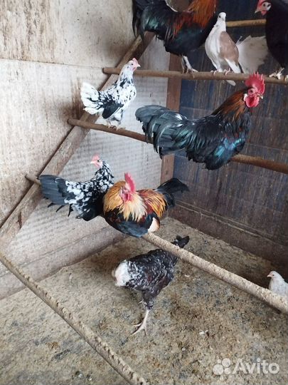 Куры петухи