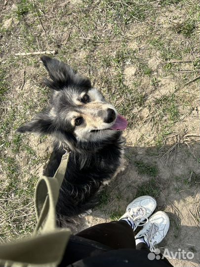 Выгул собак