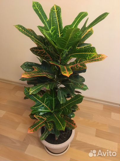 Шикарные кротоны для дома и офиса