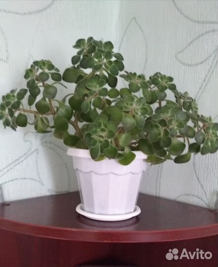 Комнатные цветы