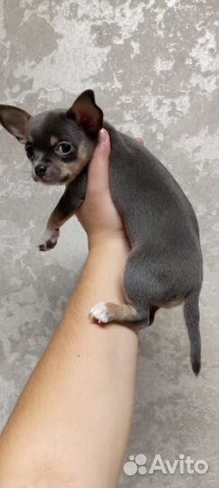 Девчушка чихуахуа