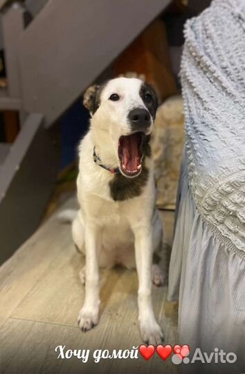 Собачки - Компаньоны