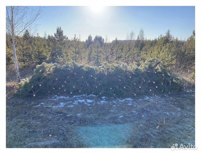 Сосна Оптом