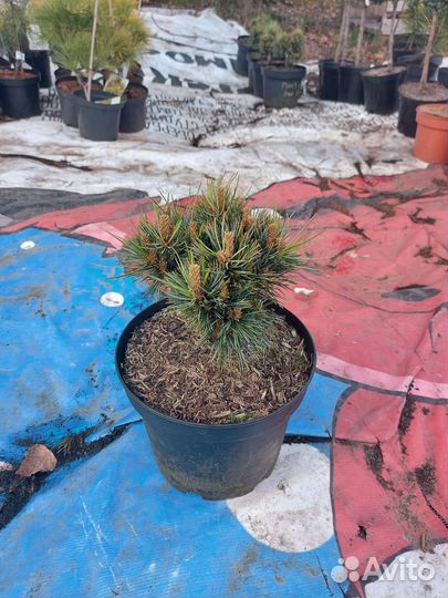 Сосна кедровая корейская Блю Болл С5 20-25см