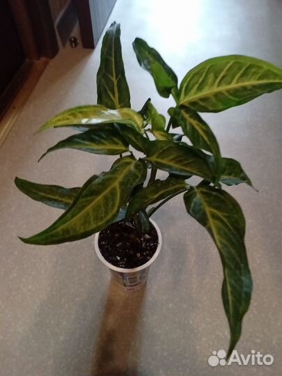 Комнатные цветы. Китайская роза