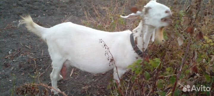 Коза дойная, нубийка