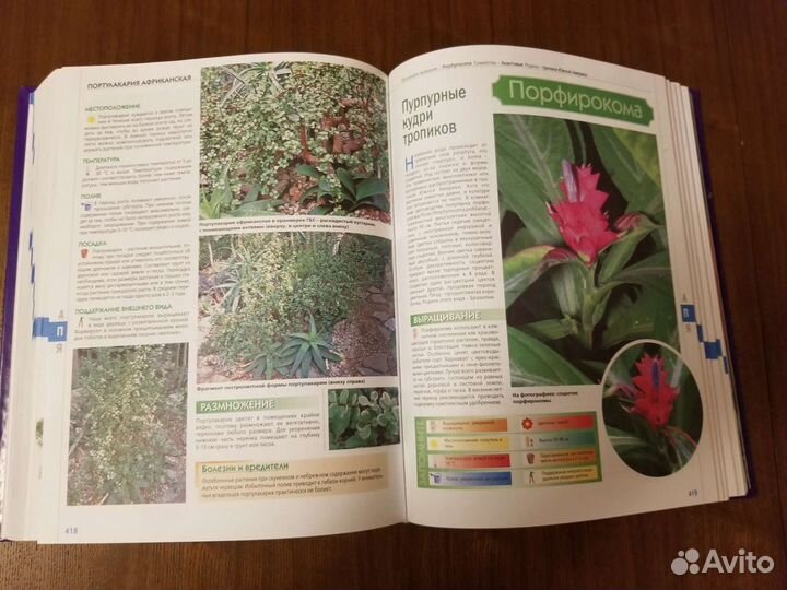 Энциклопедия комнатных растений. Цветоводство