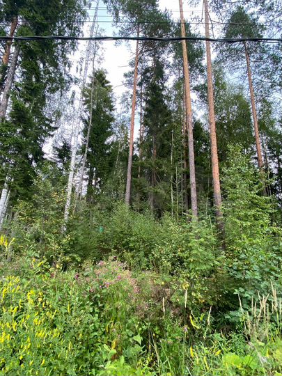 Участок 13,7 сот. (СНТ, ДНП)