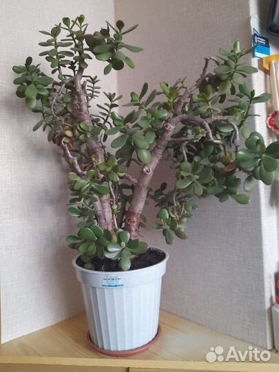 Толстянка денежное дерево