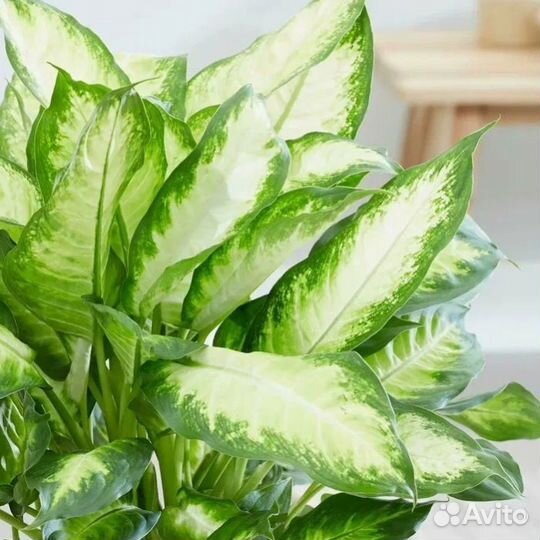 Диффенбахия Камилла