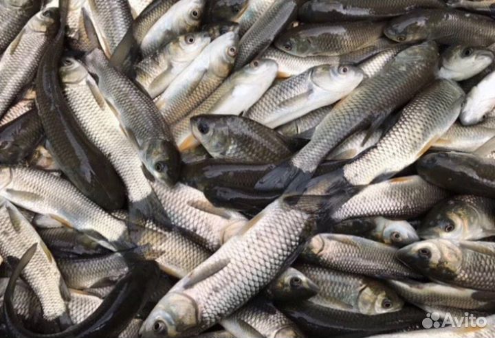 Малек белого амура. Малек карпа 10 гр. Малек зеркального карпа. Малек карпа толстолобика. Малек зеркального карпа.