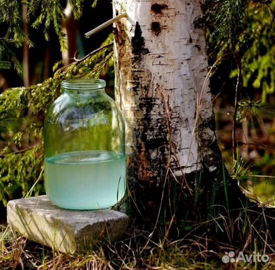 Березовый сок