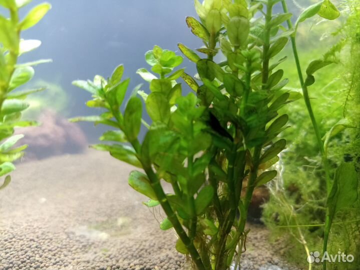 Аквариум (креветочник)