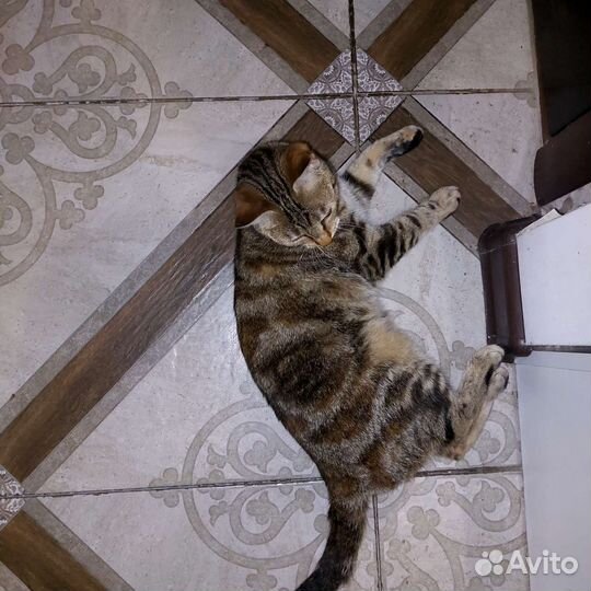 Кошка в дар