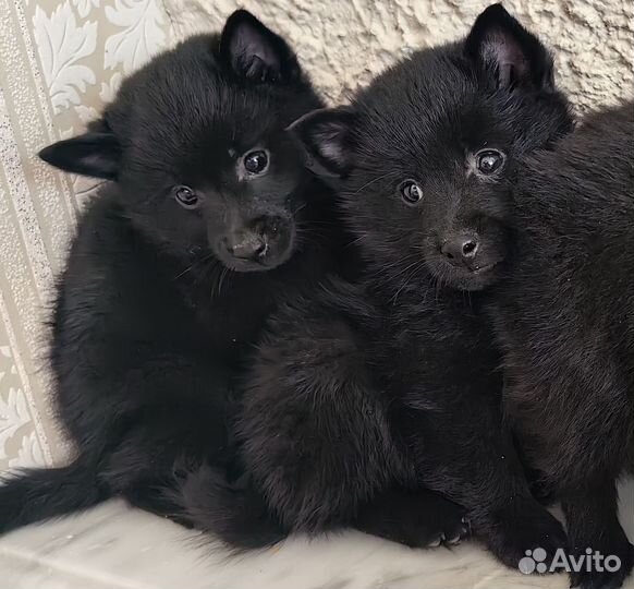 Щенки шипперке