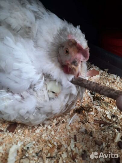 Куры несушки