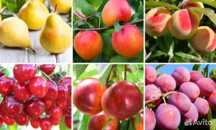 Саженцы Плодовых Деревьев