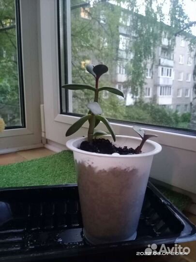 Денежное дерево