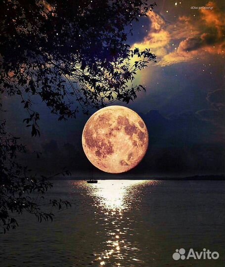 Чёрные петухи И куры доставка