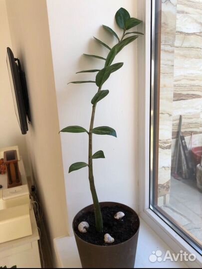 Замиокулькас (долларовое дерево )