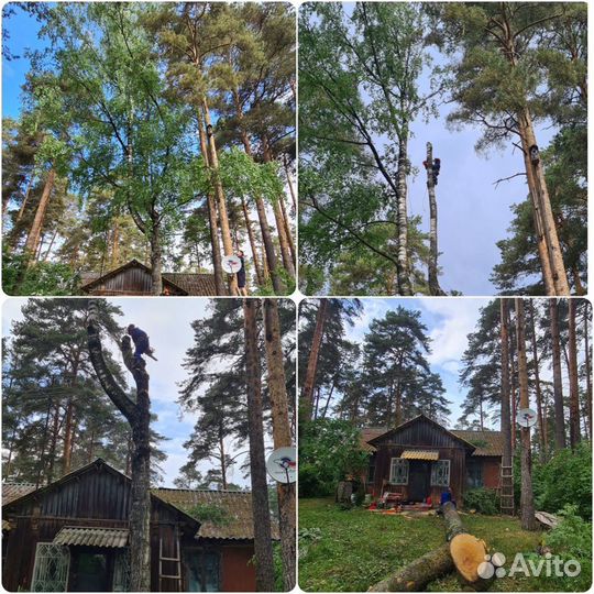 Спил деревьев, обрезка, расчистка участков