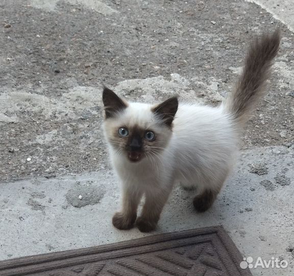 Чудо-котенок
