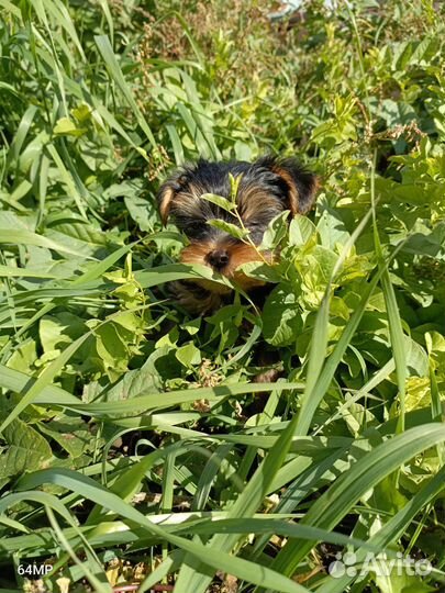 Йоркширский терьер