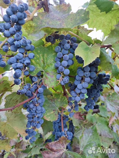 Виноград Изабелла