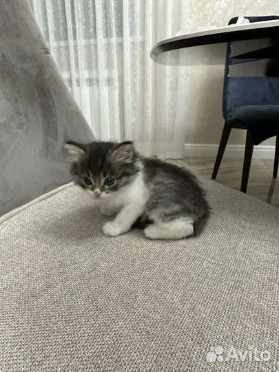 Котята отдам бесплатно