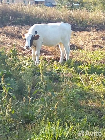 Продам телку