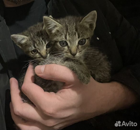 Котята. Мальчик и девочка