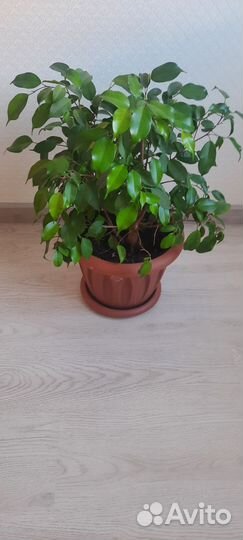 Фикус бенджамина