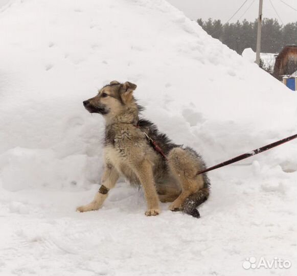 Щенок девочка бесплатно